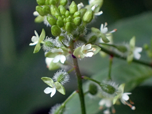 2018.7.16 岩殿_f0131669_20144370.jpg