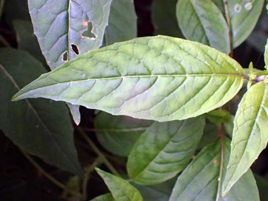 2018.7.16 岩殿_f0131669_20151035.jpg