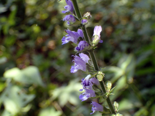 2018.7.16 岩殿_f0131669_20154535.jpg