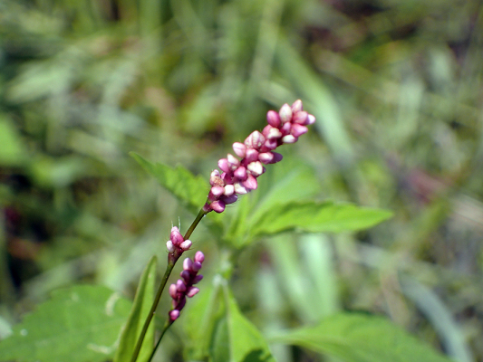2018.7.16 岩殿_f0131669_20184723.jpg