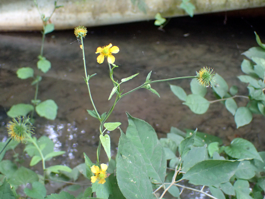 2018.7.16 岩殿_f0131669_20192610.jpg