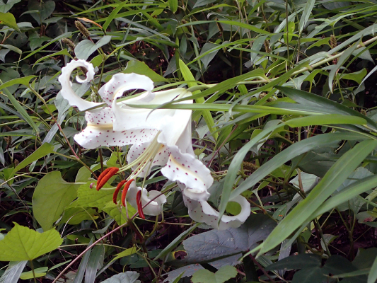 2018.7.16 岩殿_f0131669_20204976.jpg