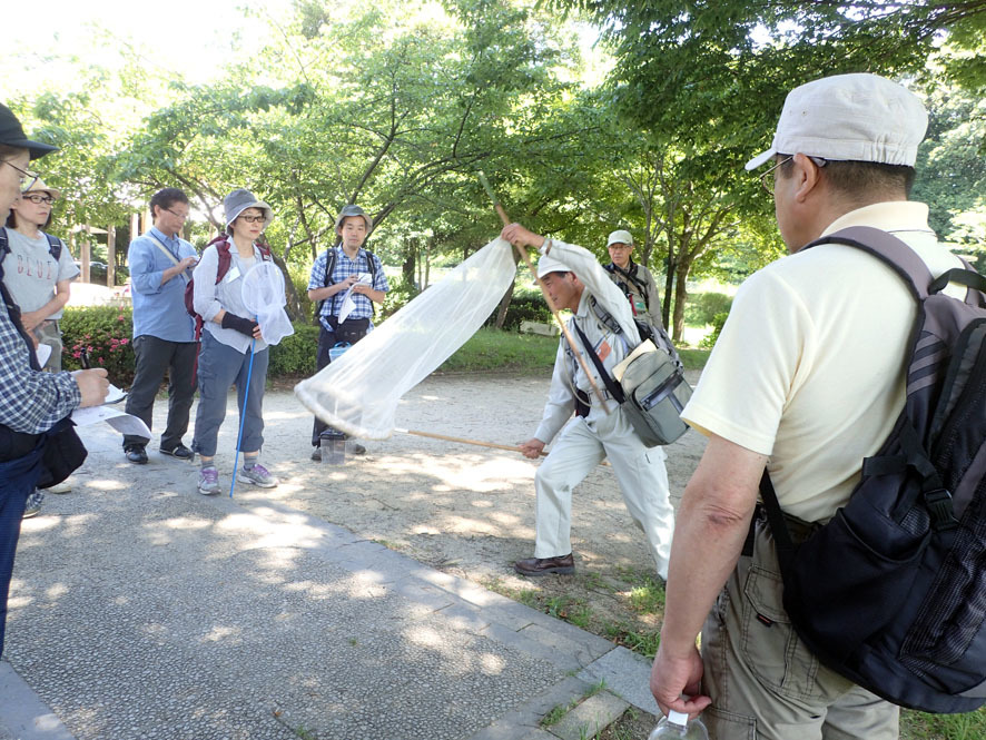 2018.6.3　自然観察大学　昆虫探検ウォーク_f0131669_20230049.jpg