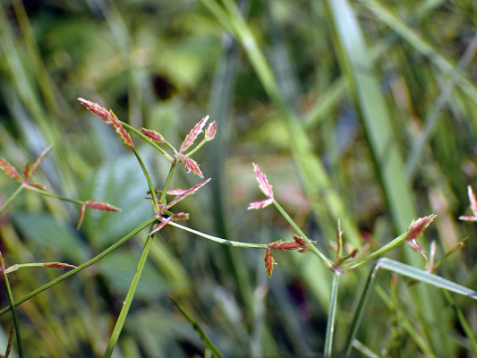 2018.7.16 岩殿_f0131669_20232788.jpg