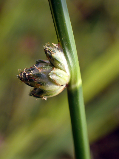 2018.7.16 岩殿_f0131669_20241376.jpg