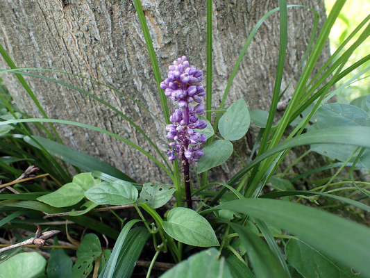 2018.7.16 岩殿_f0131669_20250730.jpg