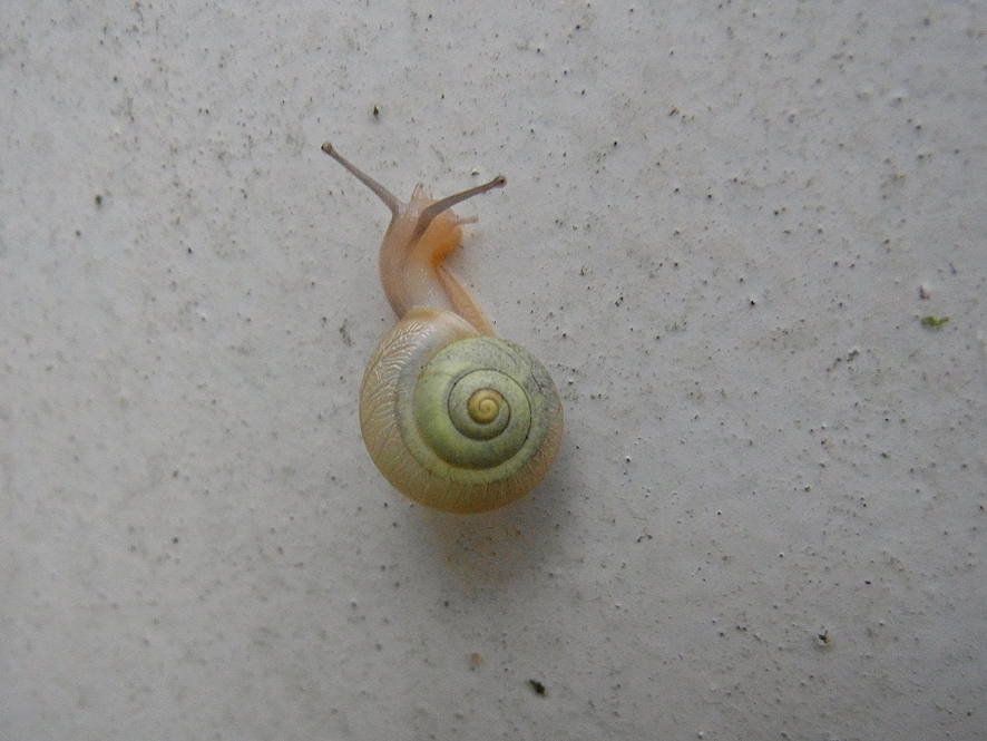 カタツムリ_f0131669_2025329.jpg