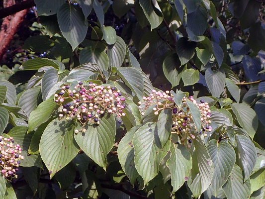 2018.7.16 岩殿_f0131669_20254370.jpg