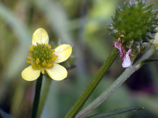 2018.7.16 岩殿_f0131669_20262966.jpg