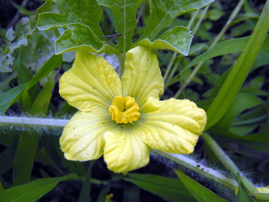 野菜の花と実　　2016〜2019_f0131669_20433740.jpg