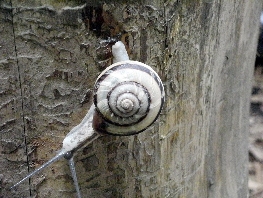 カタツムリ_f0131669_20442083.jpg