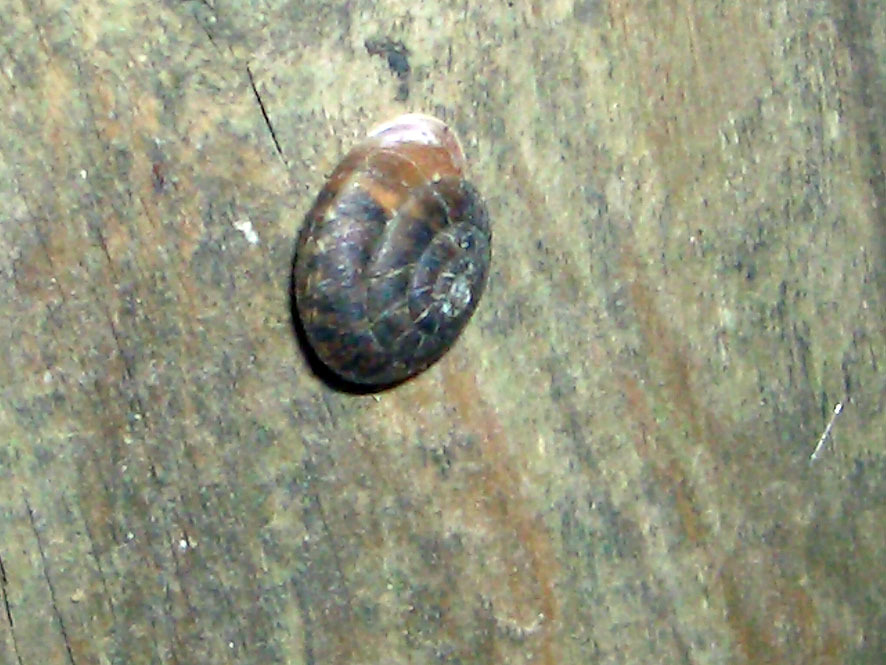 カタツムリ_f0131669_20461034.jpg