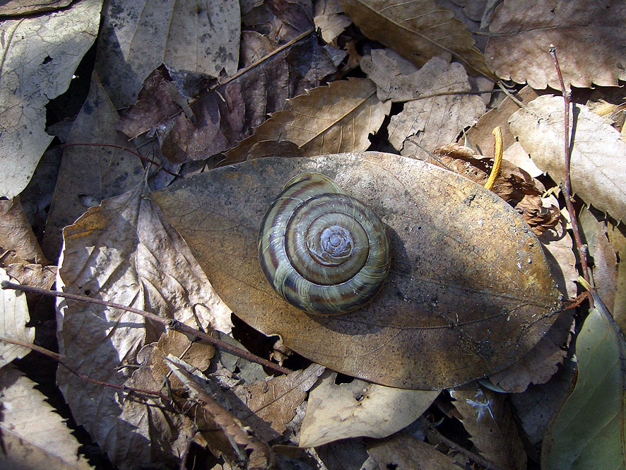 カタツムリ_f0131669_20463780.jpg