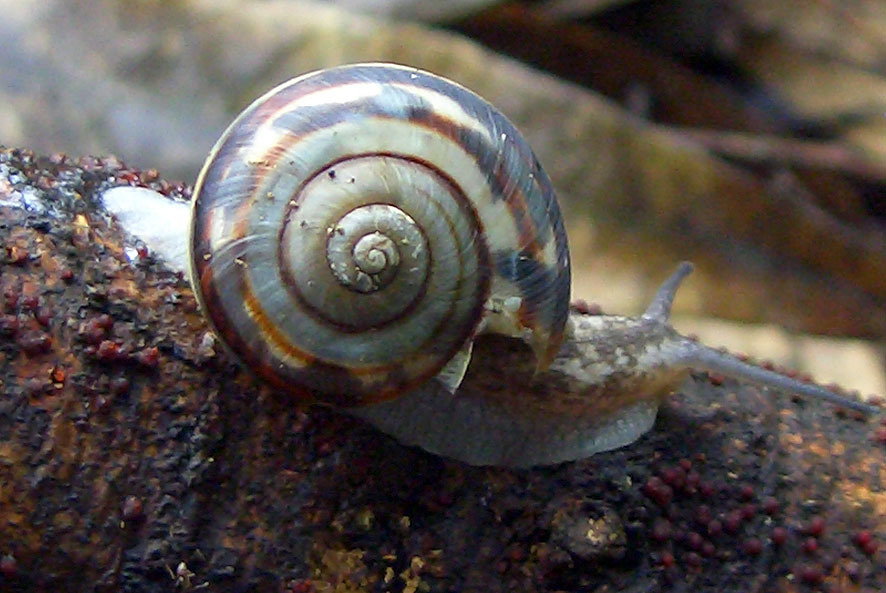 カタツムリ_f0131669_20475661.jpg