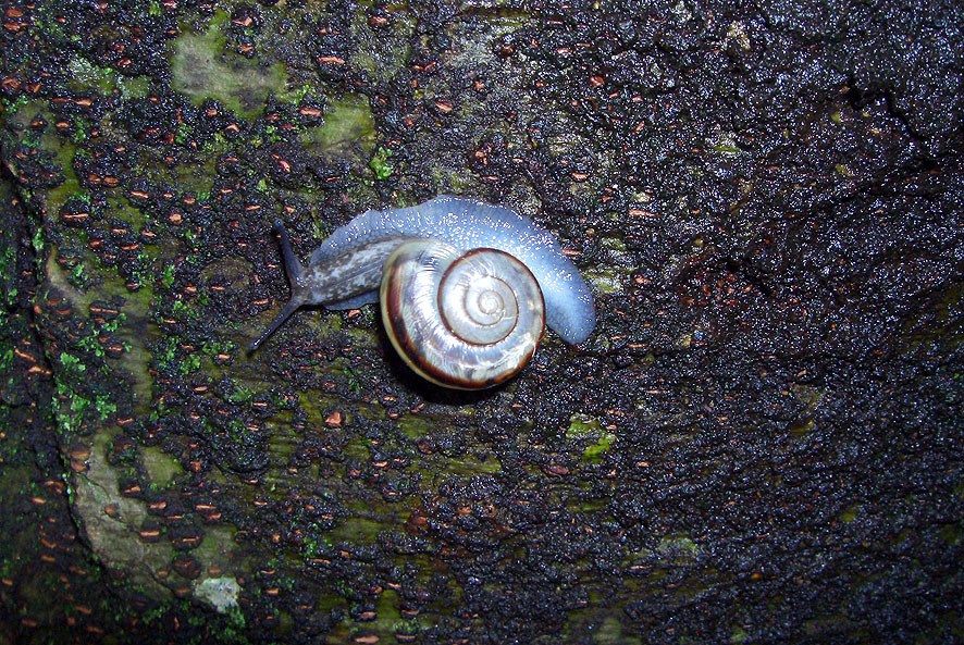 カタツムリ_f0131669_20482695.jpg