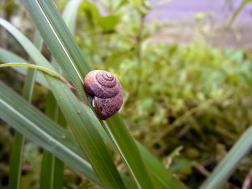 カタツムリ_f0131669_20494775.jpg