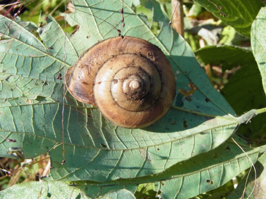 カタツムリ_f0131669_20504384.jpg