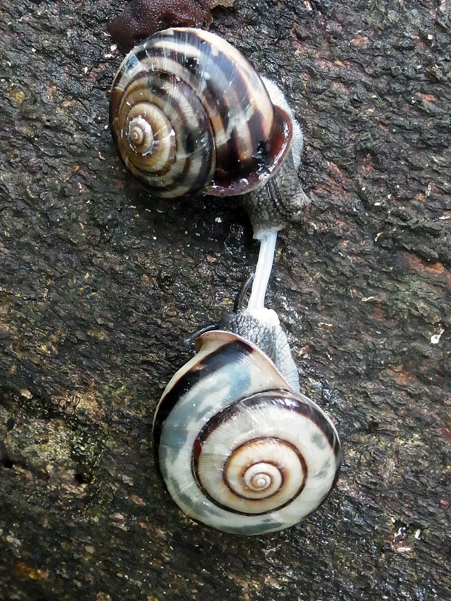 カタツムリ_f0131669_20511078.jpg