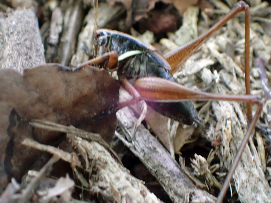 2018.6.3　自然観察大学　昆虫探検ウォーク_f0131669_20524716.jpg