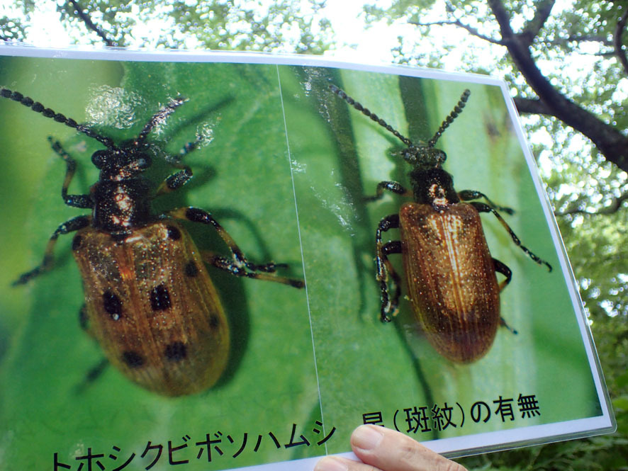 2018.6.3　自然観察大学　昆虫探検ウォーク_f0131669_20570280.jpg