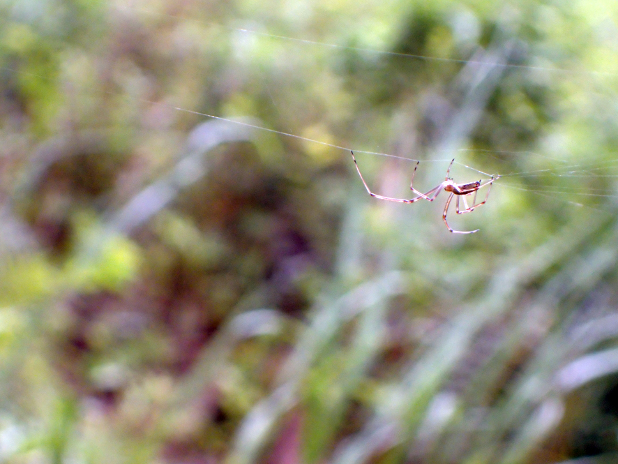 ベルダのクモたち_f0131669_21031330.jpg
