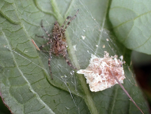 ベルダのクモたち_f0131669_21110273.jpg