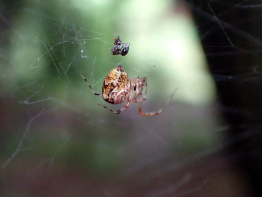 ベルダのクモたち_f0131669_21131984.jpg