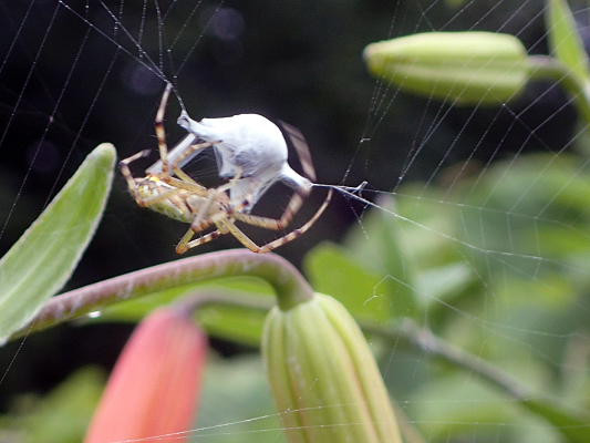 ベルダのクモたち_f0131669_21183703.jpg