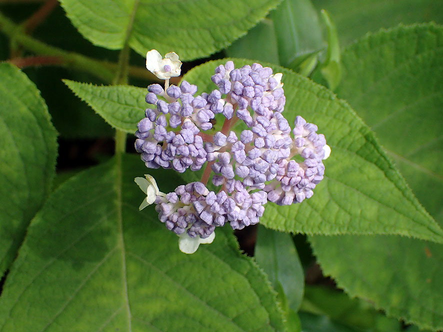 淡い青紫の花（ツリガネニンジン）_f0131669_21291795.jpg