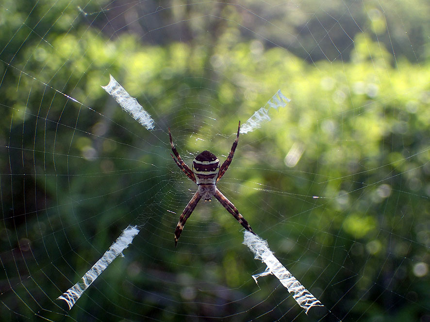 ベルダのクモたち_f0131669_21353156.jpg