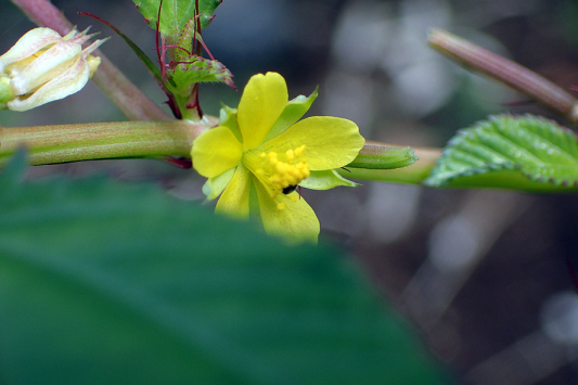 野菜の花と実　　2016〜2019_f0131669_21385557.jpg