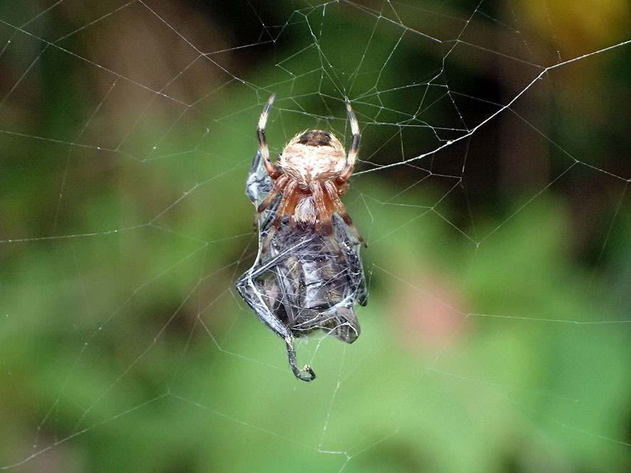 ベルダのクモたち_f0131669_21393255.jpg