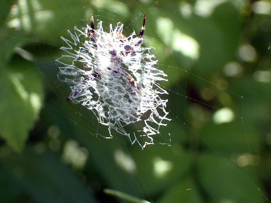 ベルダのクモたち_f0131669_21532298.jpg