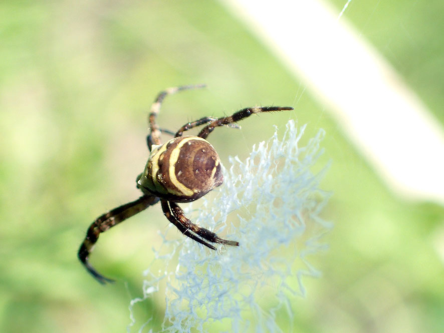 ベルダのクモたち_f0131669_21534808.jpg