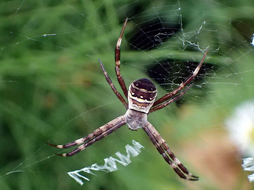 ベルダのクモたち_f0131669_21552499.jpg