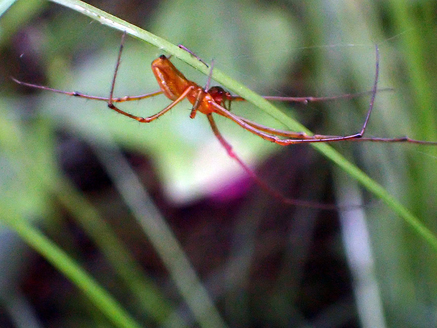 ベルダのクモたち_f0131669_21561857.jpg