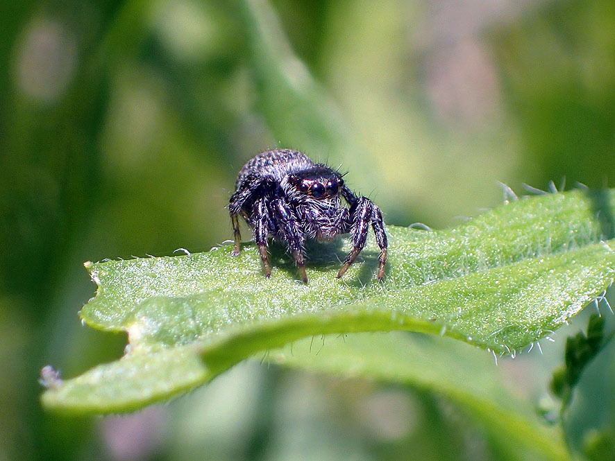 ベルダのクモたち_f0131669_21584127.jpg