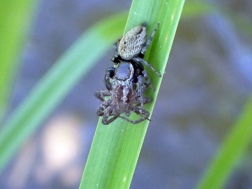 ベルダのクモたち_f0131669_22032080.jpg