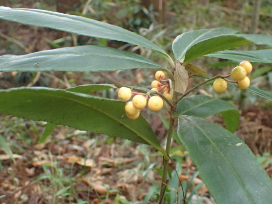 2018.11.11〜13 フォント竹切り_f0131669_22390199.jpg