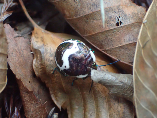 2018.11.11〜13 フォント竹切り_f0131669_22393683.jpg