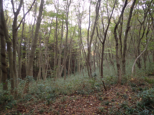 2018.11.11〜13 フォント竹切り_f0131669_22402321.jpg