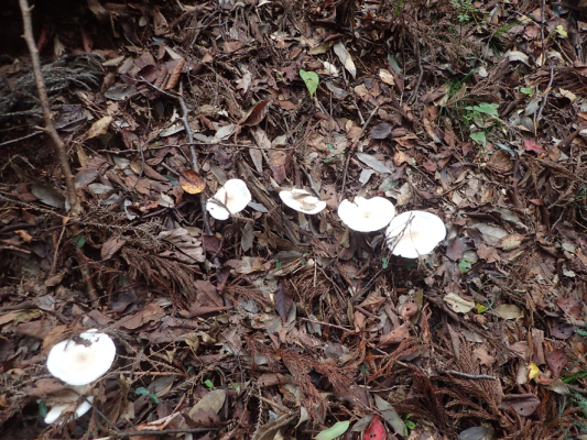 2018.11.11〜13 フォント竹切り_f0131669_22411524.jpg