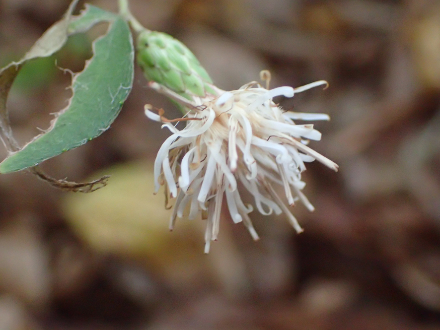 2018.11.11〜13 フォント竹切り_f0131669_22421704.jpg