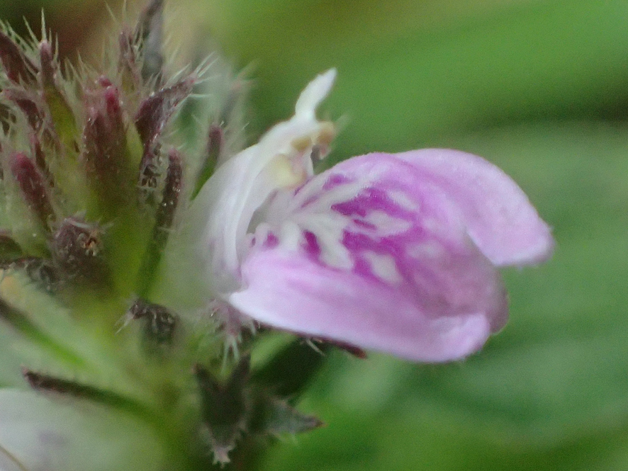 2018.11.11〜13 フォント竹切り_f0131669_22432181.jpg