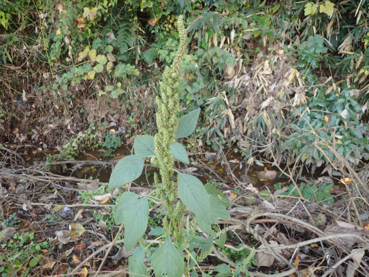 2018.11.11〜13 フォント竹切り_f0131669_22461009.jpg