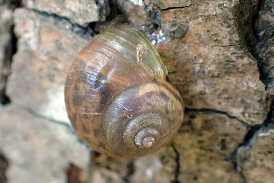 2017.5.8カタツムリ観察会下見_f0131669_22470829.jpg
