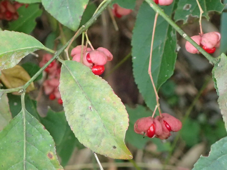 2018.11.11〜13 フォント竹切り_f0131669_22480250.jpg