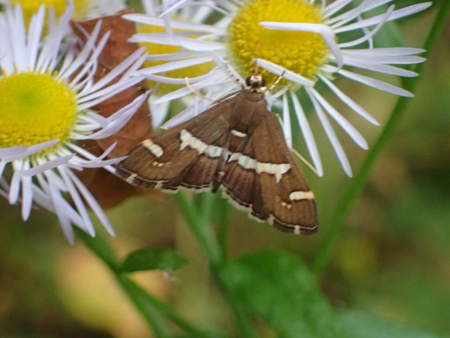 2018.11.11〜13 フォント竹切り_f0131669_22491333.jpg