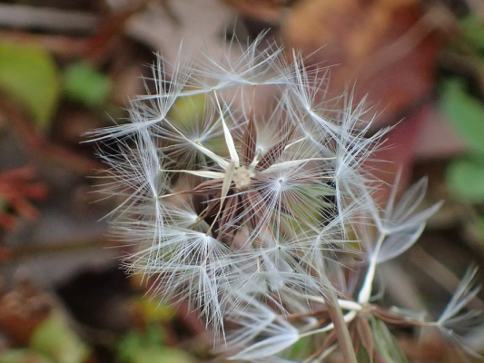 2018.11.11〜13 フォント竹切り_f0131669_22493708.jpg