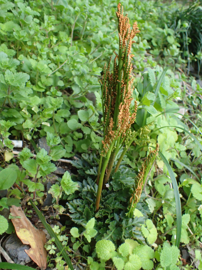 2018.11.11〜13 フォント竹切り_f0131669_22504629.jpg